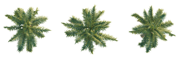 Archontophoenix cunninghamiana tree plan, top view, cutout, transparent background, isolate, Three...