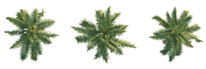 Archontophoenix cunninghamiana tree plan, top view, cutout, transparent background, isolate, Three verdant palm trees offering a tropical paradise vibe from above