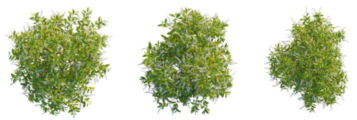 Itea virginica tree plan, top view, cutout, transparent background, isolate, Three flowering bushes, top view for landscaping and garden design plans