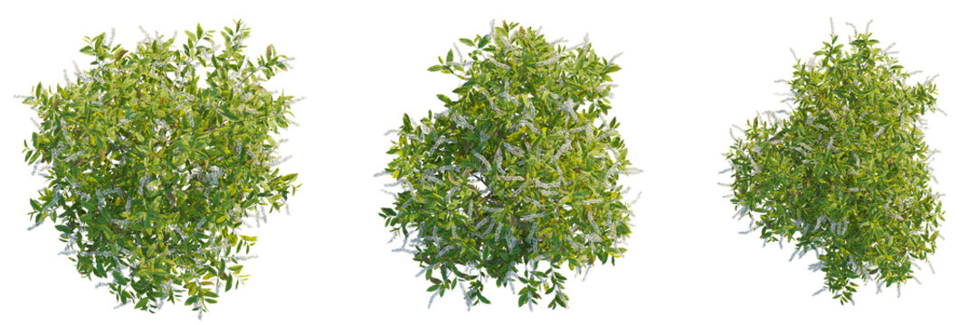 Itea virginica tree plan, top view, cutout, transparent background, isolate, Three flowering bushes, top view for landscaping and garden design plans