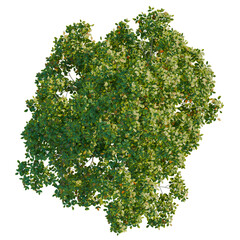 Fraxinus ornus tree plan, top view, cutout, transparent background, isolate, Lush vibrant tree,...
