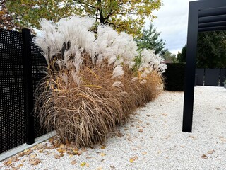 Decorative grass in the modern garden