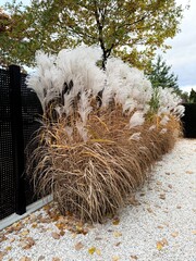 Decorative grass in the modern garden