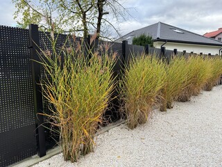 Decorative grass in the modern garden