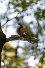a squirrel on a tree in the park