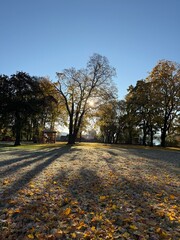  Panorama of a sunny day, wide banner, panoramic view. travel vintage perspective outside shine photo warm illuminated central forrest shade country footpath september branch destination peaceful alle