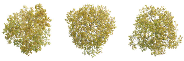 Sorbus commixta tree plan, top view, cutout, transparent background, isolate, Vibrant autumn trees captured from above, perfect for nature scenes