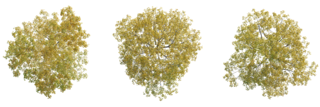 Sorbus commixta tree plan, top view, cutout, transparent background, isolate, Vibrant autumn trees captured from above, perfect for nature scenes