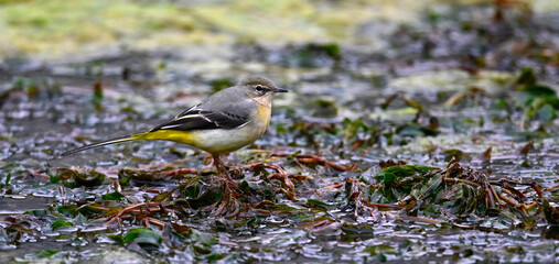 Gebirgsstelze // Grey wagtail (Motacilla cinerea)