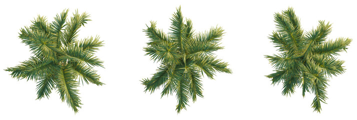 Obraz premium Carpentaria acuminata tree plan, top view, cutout, transparent background, isolate, Vibrant palm fronds offer lush tropical foliage for design projects