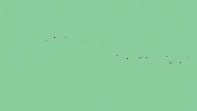 A small group of  birds flying green screen