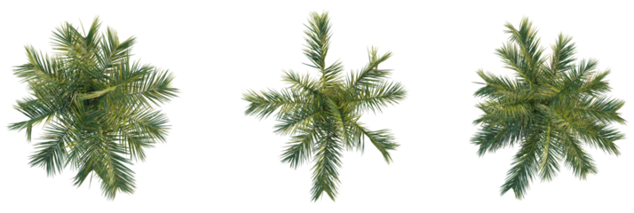 Butia capitata tree plan, top view, cutout, transparent background, isolate, Lush green palm tree tops viewed from directly above, perfect for design