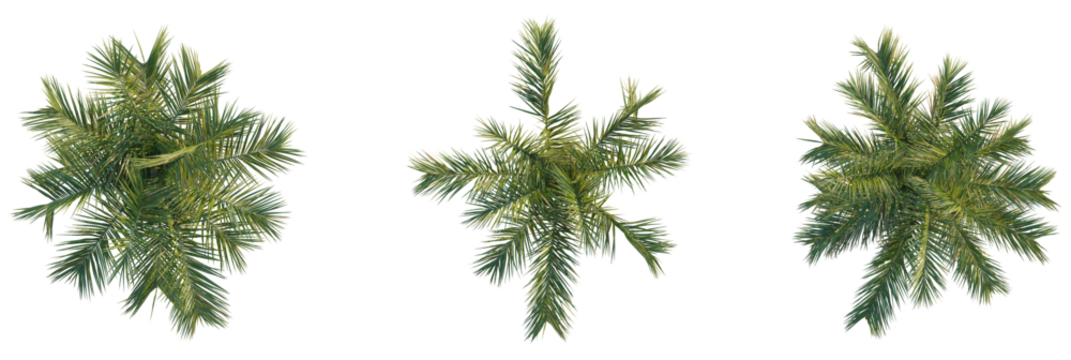 Butia capitata tree plan, top view, cutout, transparent background, isolate, Lush green palm tree tops viewed from directly above, perfect for design