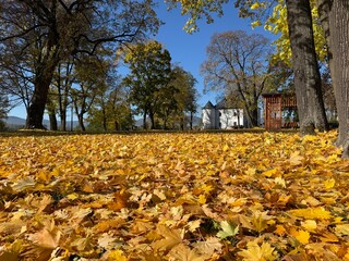  Panorama of a sunny day, wide banner, panoramic view. travel vintage perspective outside shine photo warm illuminated central forrest shade country footpath september branch destination peaceful alle