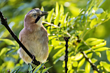 Vogel sitzt auf einem Ast im sonnigen Wald