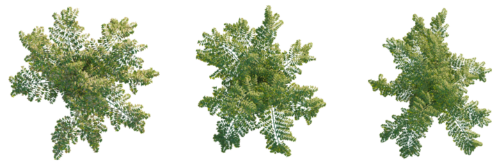 Caryota mitis tree plan, top view, cutout, transparent background, isolate, Vibrant green foliage from above, perfect for nature projects
