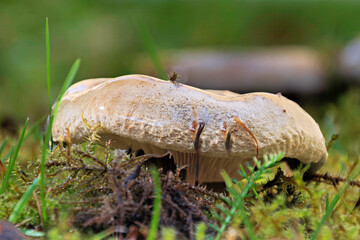 Pilz auf feuchtem Boden im Wald