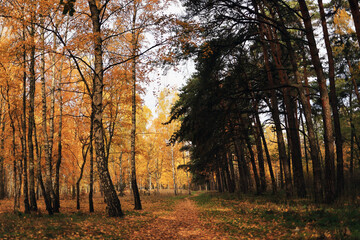 Leaf‑covered trail winding through a colorful autumn woodland