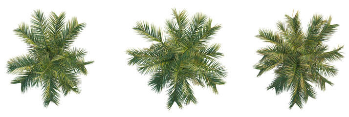 Butia capitata tree plan, top view, cutout, transparent background, isolate, Exotic palm fronds arranged for tropical design elements and summer decor © DH Tree Stock