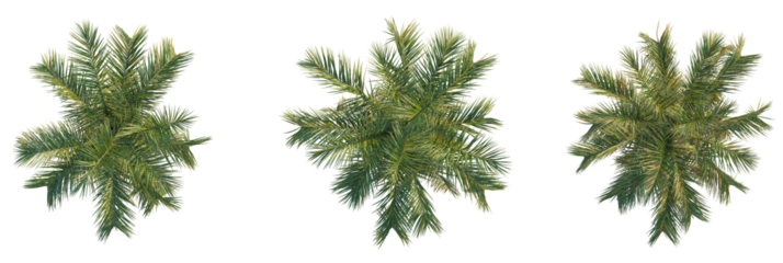 Butia capitata tree plan, top view, cutout, transparent background, isolate, Exotic palm fronds arranged for tropical design elements and summer decor