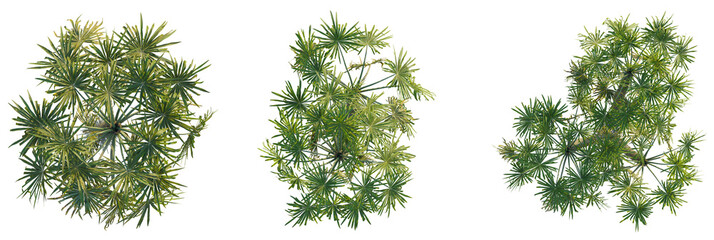 Cryosophila stauracantha tree plan, top view, cutout, transparent background, isolate, Lush...