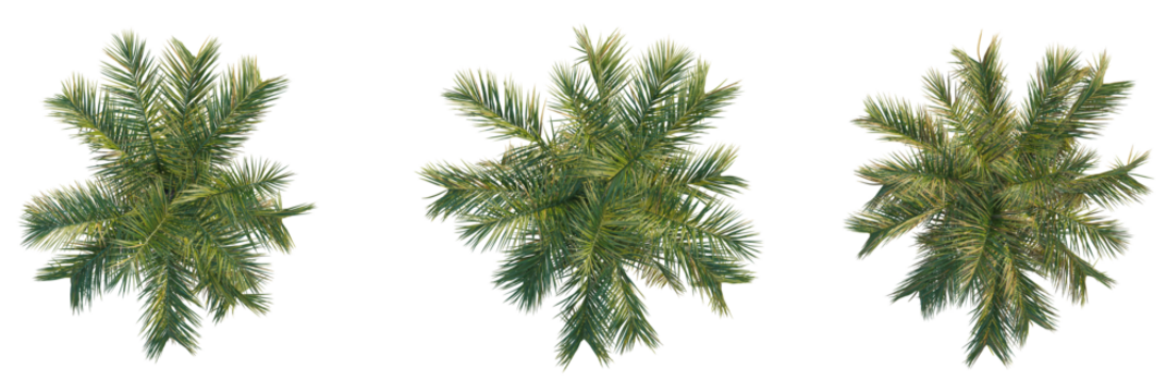Butia capitata tree plan, top view, cutout, transparent background, isolate, Exotic palm fronds arranged for tropical design elements and summer decor