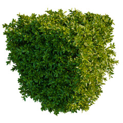 Laurus nobilis tree plan, top view, cutout, transparent background, isolate, Vibrant green shrub top view isolated for landscaping design projects