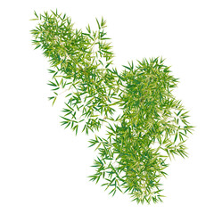 Phyllostachys parvifolia tree plan, top view, cutout, transparent background, isolate, Lush green bamboo branches sway gently, bringing natural beauty and tranquility