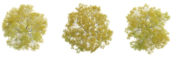 Quercus phellos tree plan, top view, cutout, transparent background, isolate, Three vibrant autumn...