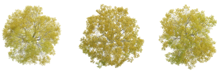 Quercus phellos tree plan, top view, cutout, transparent background, isolate, Three vibrant autumn trees with golden yellow foliage viewed from directly above