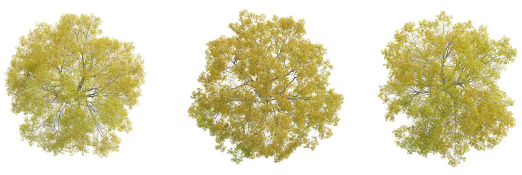 Quercus phellos tree plan, top view, cutout, transparent background, isolate, Three vibrant autumn trees with golden yellow foliage viewed from directly above