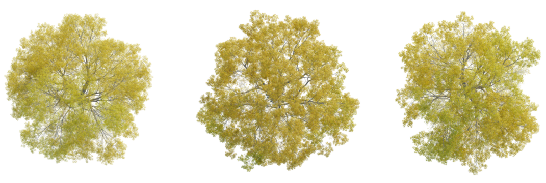 Quercus phellos tree plan, top view, cutout, transparent background, isolate, Three vibrant autumn trees with golden yellow foliage viewed from directly above