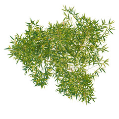 Phyllostachys aureosulcata spectabilis tree plan, top view, cutout, transparent background, isolate, Vibrant green bamboo leaves create a lush canopy, bringing natural beauty to any design. © DH Tree Stock