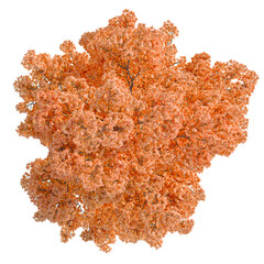 Acer buergerianum tree plan, top view, cutout, transparent background, isolate, Vibrant autumn tree with warm orange leaves, top down view © DH Tree Stock