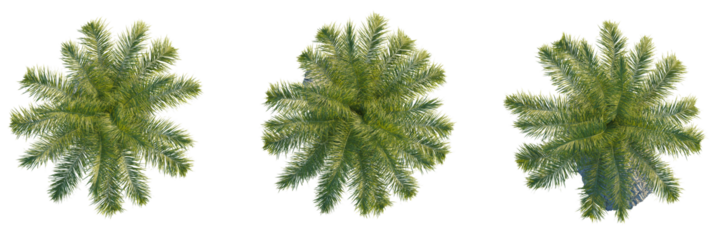 Acrocomia aculeata tree plan, top view, cutout, transparent background, isolate, Top view of lush green palm fronds, perfect for tropical design projects