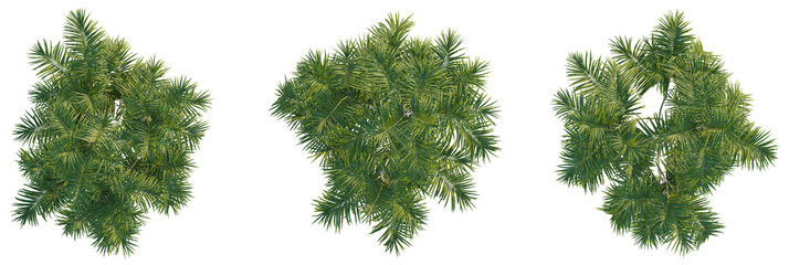 Chamaedorea radicalis tree plan, top view, cutout, transparent background, isolate, Vibrant green palm leaves viewed from above, perfect for tropical designs