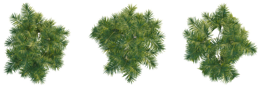 Chamaedorea radicalis tree plan, top view, cutout, transparent background, isolate, Vibrant green palm leaves viewed from above, perfect for tropical designs