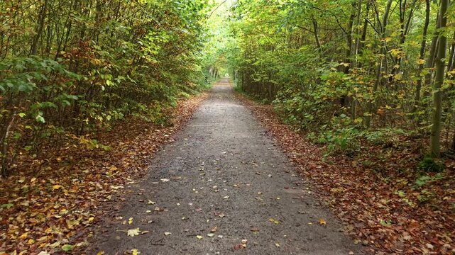Aerial autumn trees color trail recreation Poland. Autumn fall season, brilliant colorful leaves along roads and trails. Farm rural area landscape. Outdoor recreation. Parks and forest. Hiking. 
