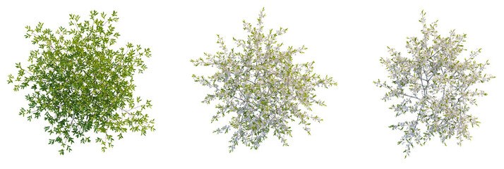 Prunus pumila besseyi tree plan, top view, cutout, transparent background, isolate, Vibrant spring trees showcase lush green leaves and delicate white blossoms