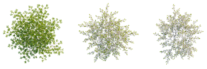 Prunus pumila besseyi tree plan, top view, cutout, transparent background, isolate, Vibrant spring trees showcase lush green leaves and delicate white blossoms