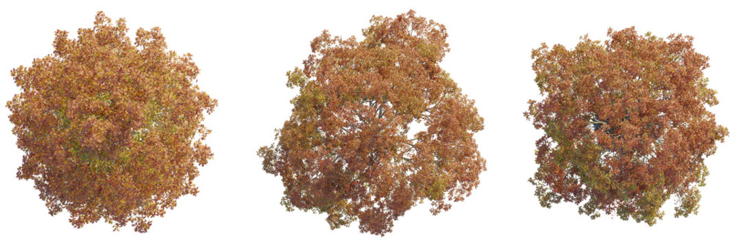 Quercus palustris tree plan, top view, cutout, transparent background, isolate, Vibrant autumn trees viewed from above, perfect for design projects