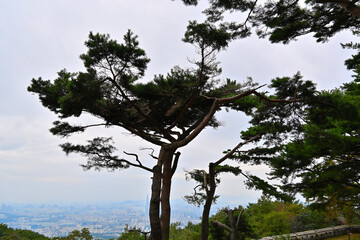 A pine tree facing the city growing near the top of the mountain