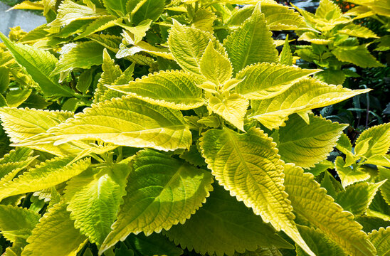 Bl&auml;tter einer Buntnessel, Coleus scutellarioides