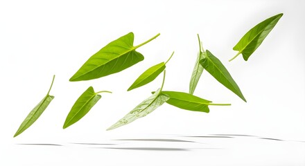 Fresh Water spinach leaf with various angles of view on white background
