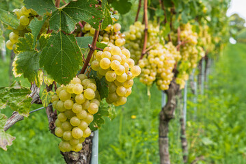 Weinanbau, Weinreben bei Meersburg am Bodensee, Baden-Württemberg, Deutschland, Europa