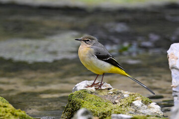 Grey wagtail // Gebirgsstelze (Motacilla cinerea)