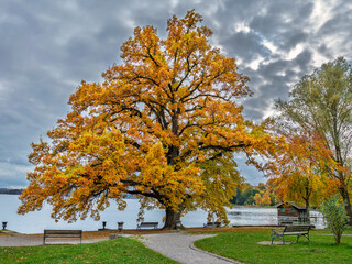 Schöner Baum mit herbstlichen Blättern am Ufer des Starnberger Sees, Tutzing, Bayern,...