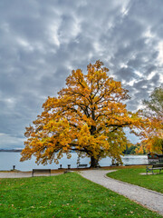 Naklejka premium Schöner Baum mit herbstlichen Blättern am Ufer des Starnberger Sees, Tutzing, Bayern, Deutschland, Europa