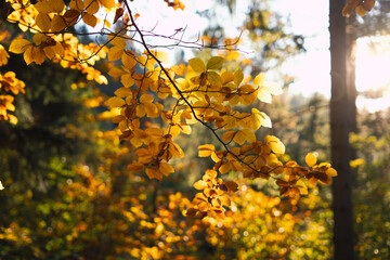 Złote liście na gałęziach w jesiennym lesie o zachodzie słońca