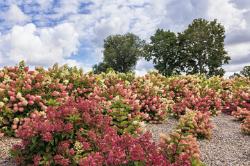 Colorful hydrangea garden under a bright sky with clouds and leafy trees